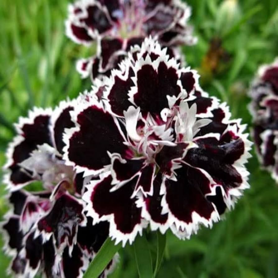 Carnations Black Flower seeds for Planting - Drought Tolerant, Heirloom & GMO Free Seeds for Home Garden