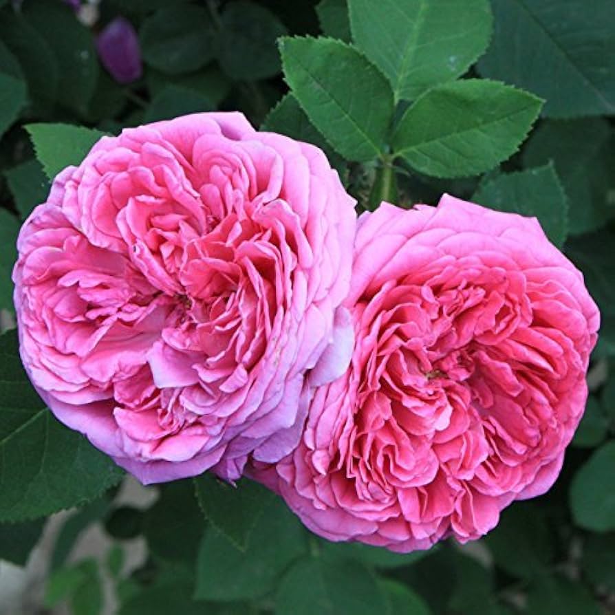 Pink Damask Flower Seeds for Planting | Beautiful Annual Blooms