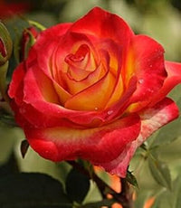 Red Orange Rose Flower seeds for Planting - Colorful Display, Heirloom & GMO Free Seeds for Home Garden