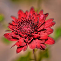 Red Chrysanthemum Morifolium for planting in flower bed