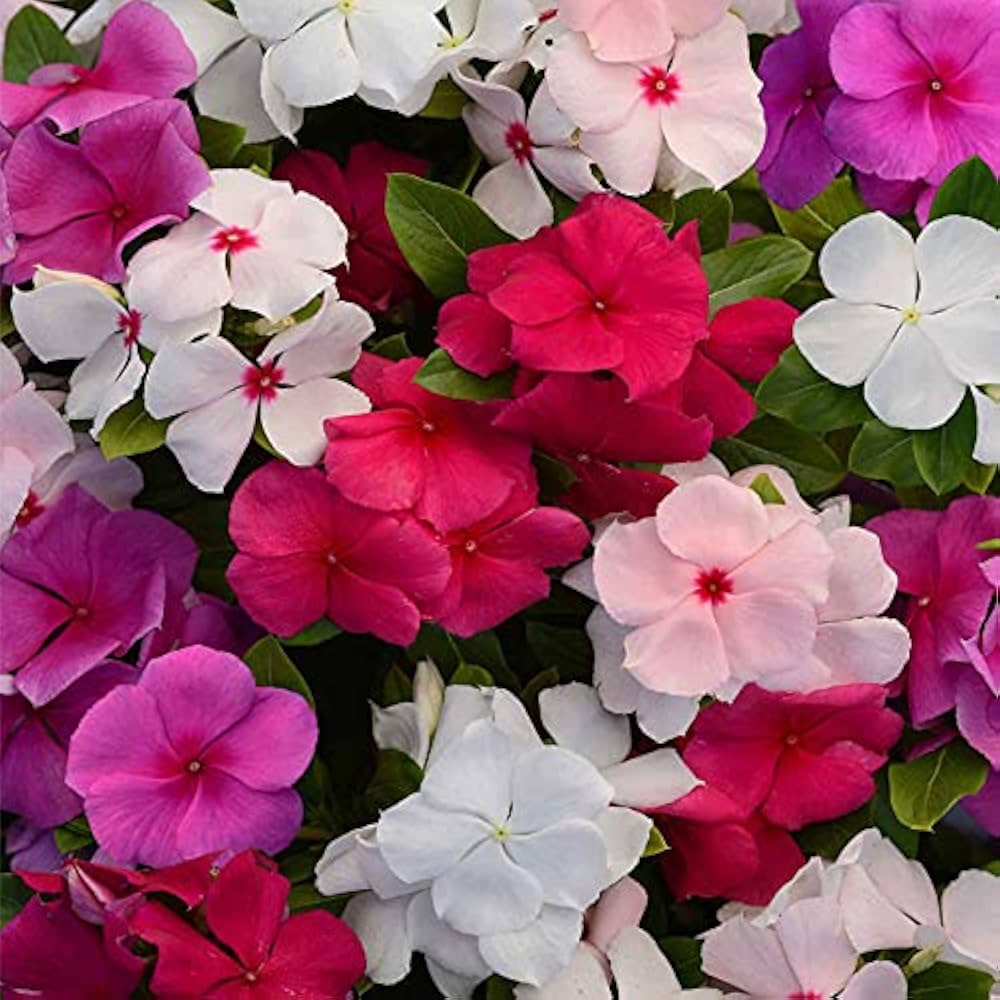 Vinca Mix Seeds for Planting  Colorful Annual Blooms for Your Garden