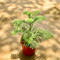 Green Araucaria Flower seeds for Planting - Colorful Display, Heirloom & GMO Free Seeds for Home Garden