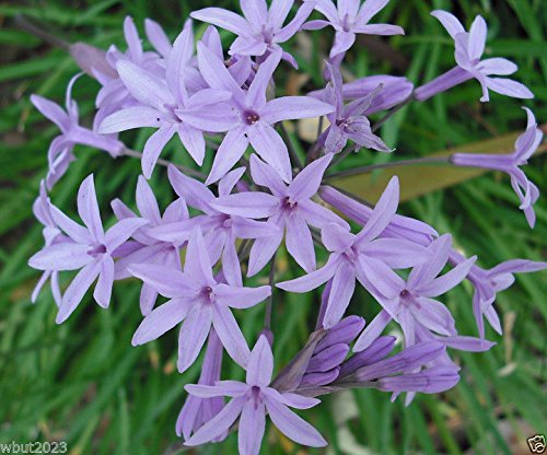 Heirloom Tulbaghia Flower seeds for Planting Wildflower Mix Heirloom & GMO Free Seeds for Home Garden