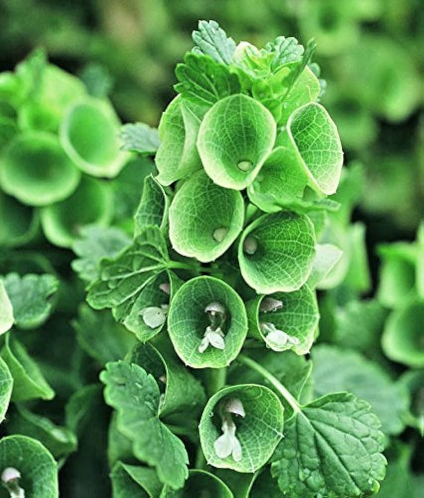 Moluccella laevis Bells Of Ireland Flower seeds for Planting Garden Favorite Heirloom & GMO Free Seeds for Home Garden 
 
 Sale