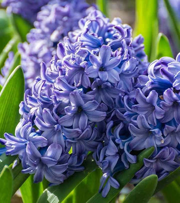 Purple Hyacinthus Orientalis Flower seeds for Planting - Easy to Grow, Heirloom & GMO Free Seeds for Home Garden