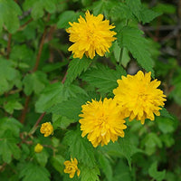 Kerrie Flower seeds for Planting - Easy to Grow, Heirloom & GMO Free Seeds for Home Garden