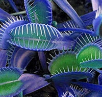 Blue Venus Fly Trap Flower seeds for Planting Sun Loving Heirloom & GMO Free Seeds for Home Garden