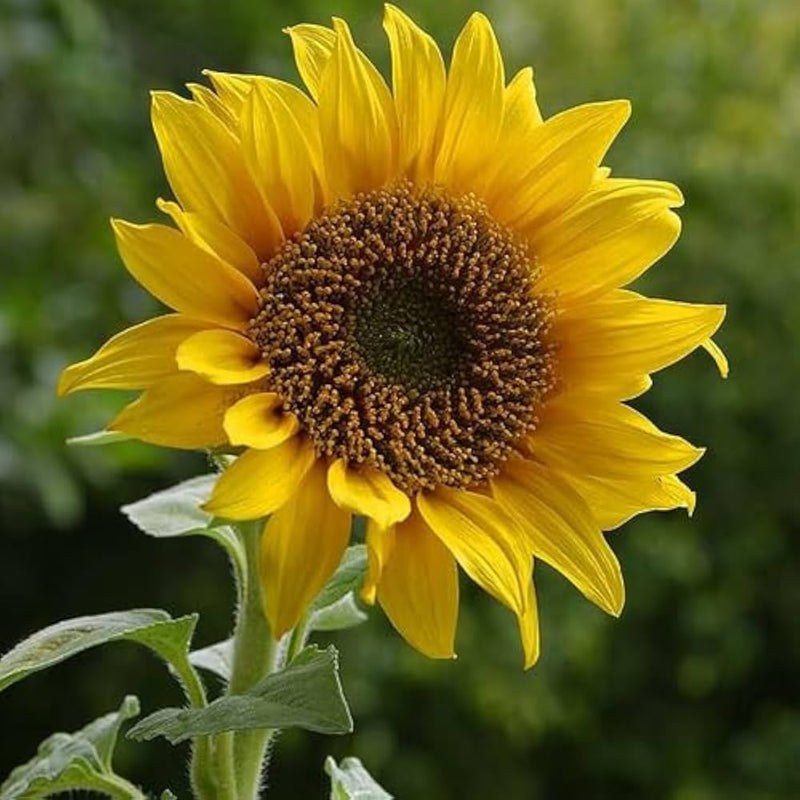 Sunflower Mix Helianthus annuus Seeds for Planting Backyard Field Garden