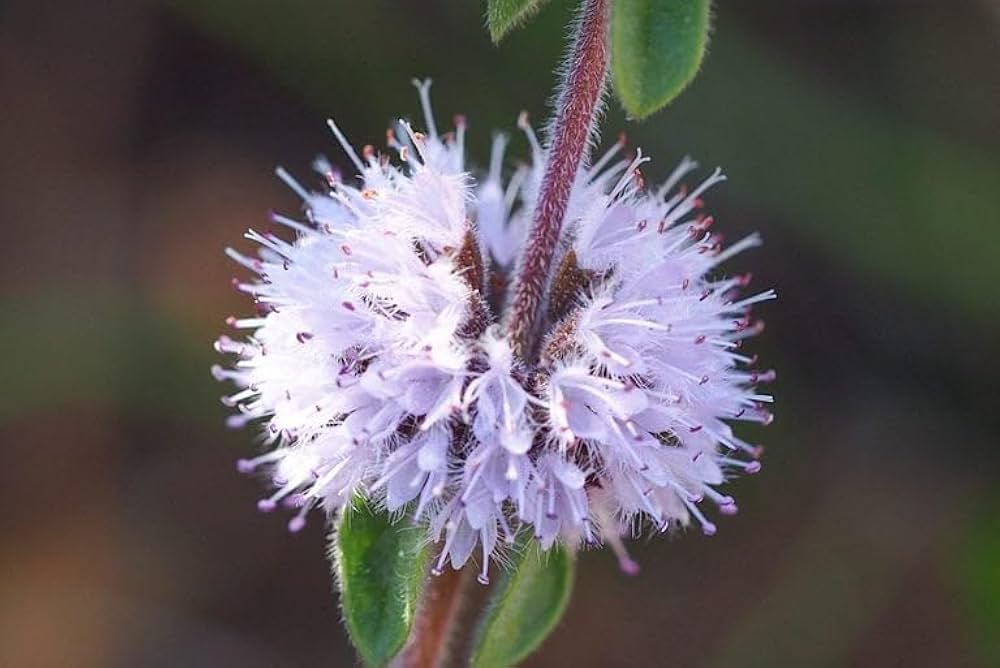 Purple Pennyroyal Flower seeds for Planting Premium Quality Heirloom & GMO Free Seeds for Home Garden 
 
 Sale