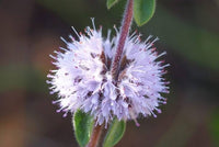 Purple Pennyroyal Flower seeds for Planting Premium Quality Heirloom & GMO Free Seeds for Home Garden 
 
 Sale