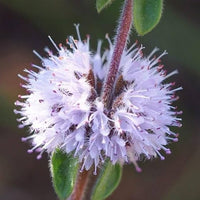 Pennyroyal Flower seeds for Planting Sun Loving Heirloom & GMO Free Seeds for Home Garden
