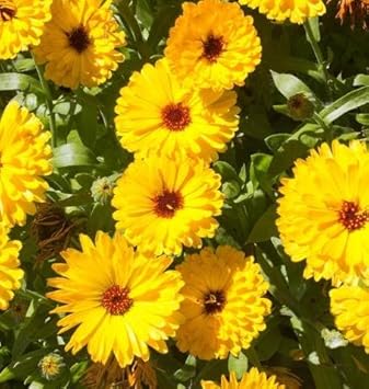 Yellow Calendula Flower seeds for Planting - Drought Tolerant, Heirloom & GMO Free Seeds for Home Garden
 
 Sale for planting in home garden.