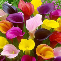 Calla Lilly Zantedeschia spp Flower Seeds for Planting in Garden and Flower Bed