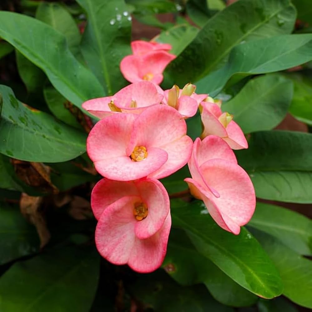 Light Pink Euphorbia Milii Flower seeds for Planting - Perfect for Borders, Heirloom & GMO Free Seeds for Home Garden
