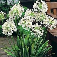 Agapanthus Flower seeds for Planting - Pollinator Friendly, Heirloom & GMO Free Seeds for Home Garden
 
 Sale seeds for home garden
