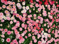 Bellis Strawberries & Cream Daisy Seeds for Beautiful Flowers