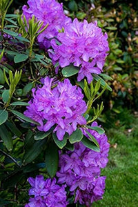 Violet Rhododendron Flower Seeds – Premium Quality Heirloom & NonGMO Seeds for Home Garden
 
 Sale