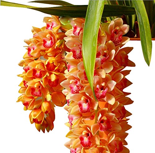 Multi Color Cymbidium Maxillaria Flower Seeds for Planting Fragrant Blossoms Heirloom & GMO Free Seeds for Home Garden
 
 Sale