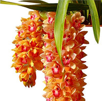 Multi Color Cymbidium Maxillaria Flower Seeds for Planting Fragrant Blossoms Heirloom & GMO Free Seeds for Home Garden
 
 Sale