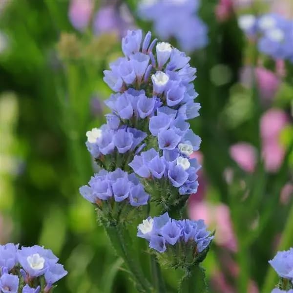 Statice Pale Blue Flower seeds for Planting - Shade Tolerant, Heirloom & GMO Free Seeds for Home Garden