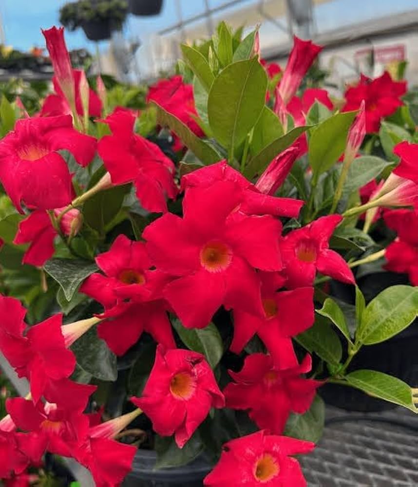 Dipladenia Flower seeds for Planting - Compact Growth, Heirloom & GMO Free Seeds for Home Garden