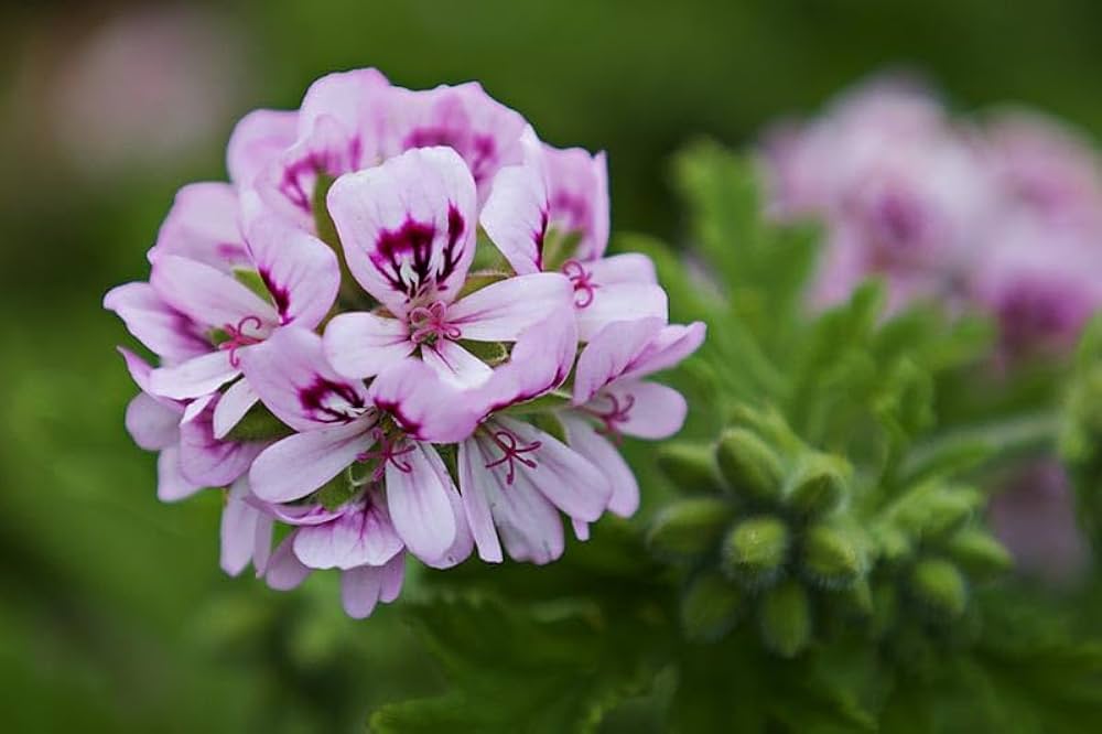 Rose Geranium Pelargonium Flower Seeds for Planting Cottage Garden Essential Heirloom & GMO Free Seeds for Home Garden
 
 Sale