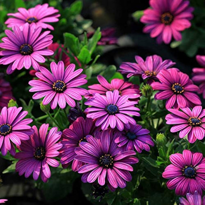 Trailing African Daisy Seeds – Blue Flowers for Hanging Baskets