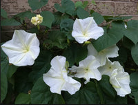 Browallia Cascade Snow Seeds for Planting Moon Garden Beds