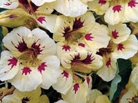 Cream Ladybird Flower seeds for Planting - Wildflower Mix, Heirloom & GMO Free Seeds for Home Garden
 
 Sale seeds for home garden