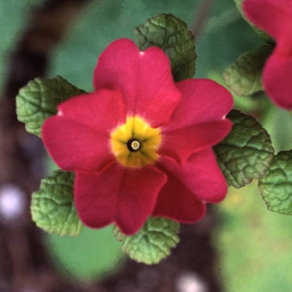 Clear Primrose Seeds for Beautiful Yellow Flowers
