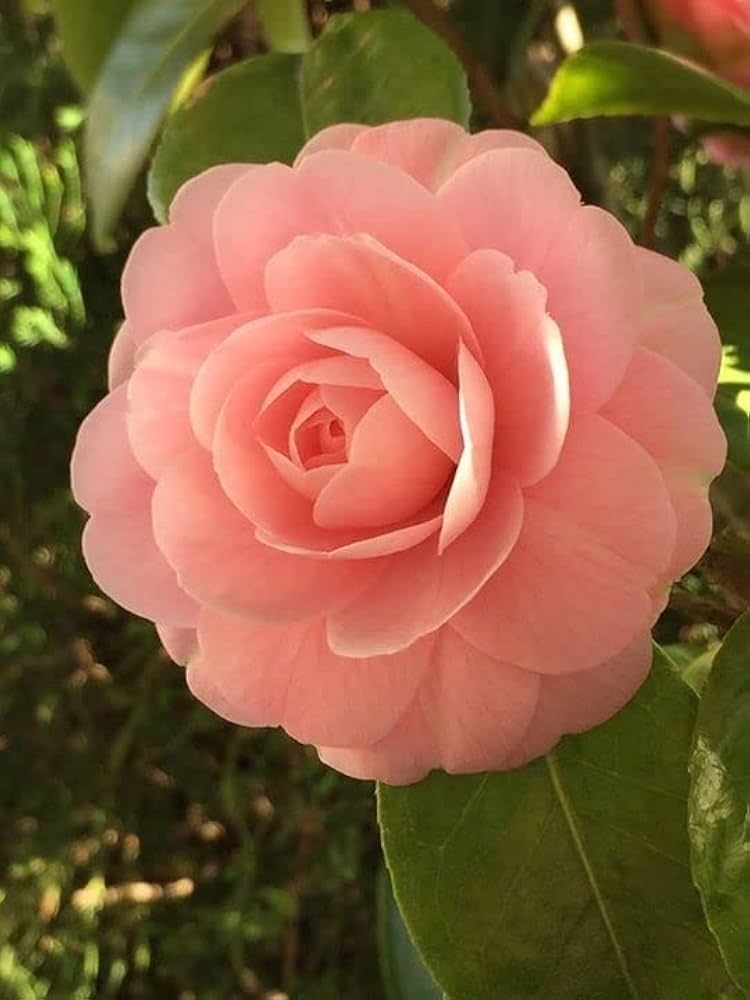 Camellia Peach Flower seeds for Planting Bright Blooms Heirloom & GMO Free Seeds for Home Garden 
 
 Sale