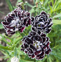 Black White Carnation Flower seeds for Planting Pollinator Friendly Heirloom & GMO Free Seeds for Home Garden
