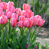 Tulip Pink Flower seeds for Planting - Hardy Variety, Heirloom & GMO Free Seeds for Home Garden