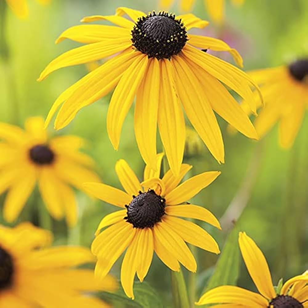 Yellow Rudbeckia Goldstrum Flower seeds for Planting - Compact Growth, Heirloom & GMO Free Seeds for Home Garden