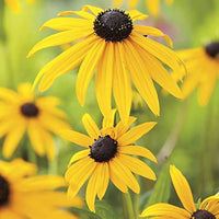 Yellow Rudbeckia Goldstrum Flower seeds for Planting - Compact Growth, Heirloom & GMO Free Seeds for Home Garden