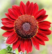 Red Mini Sunflower Seeds for Planting, Heirloom Non-GMO, High Germination Organic Garden Seeds