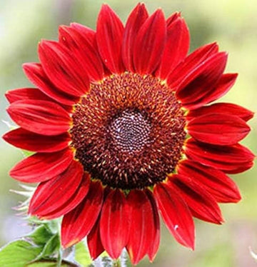 Red Mini Sunflower Seeds for Planting, Heirloom Non-GMO, High Germination Organic Garden Seeds