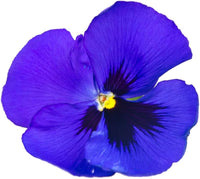 Navy Blue Swiss Giant Ullswater Purple Flower Seeds for Perennial Garden Design