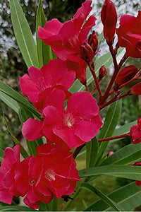 Heirloom Nerium Flower seeds for Planting Vibrant Colors Heirloom & GMO Free Seeds for Home Garden