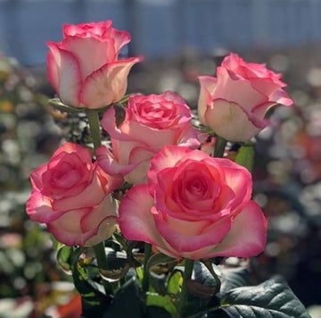 Pink Rose Rugosa Seeds for Hardy, Fragrant Rose Blooms