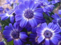 Purple Iberidifolia Flower seeds for Planting - Vibrant Colors, Heirloom & GMO Free Seeds for Home Garden
 
 Sale seeds for home garden