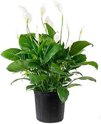 Green Spathiphyllum Flower seeds for Planting - Easy to Grow, Heirloom & GMO Free Seeds for Home Garden
 
 Sale seeds for planting in home garden