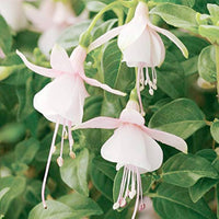 Fuchsia Lantern Flower Seeds for Unique, Hanging Garden Blooms