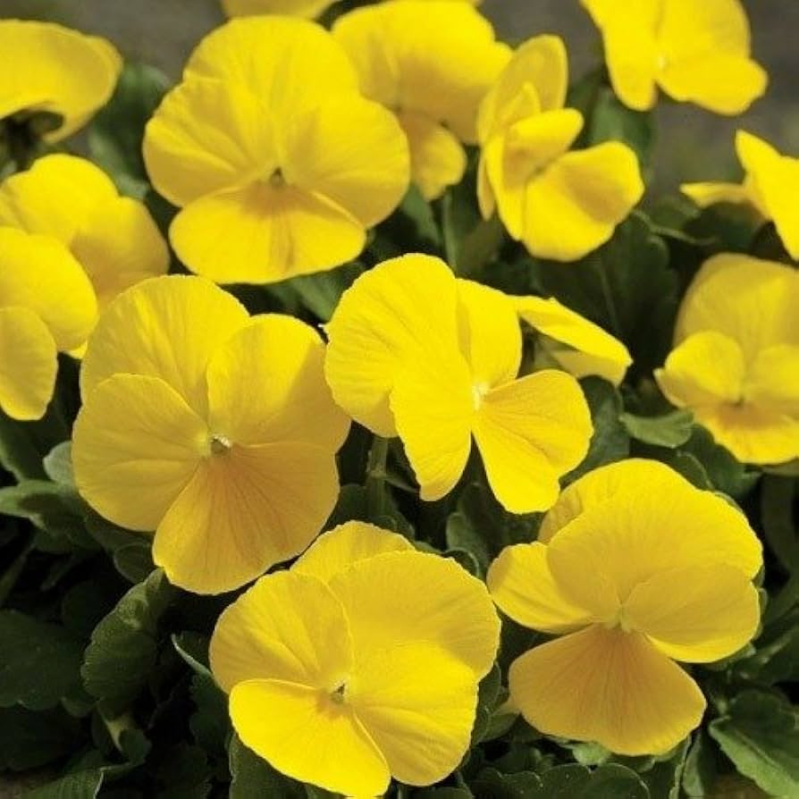 Velour Flower seeds for Planting Garden Favorite Heirloom & GMO Free Seeds for Home Garden 
 
 Sale