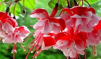 Red Double Petal Fuchsia Seeds for Planting Seasonal Bloomer Heirloom & GMO Free Seeds for Home Garden
 
 Sale