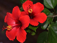 China Rose Rettichsamen Seeds for Spicy, Flavorful Radishes