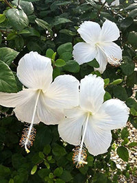 White Hibiscus Flower seeds for Planting Cut Flower Favorite Heirloom & GMO Free Seeds for Home Garden