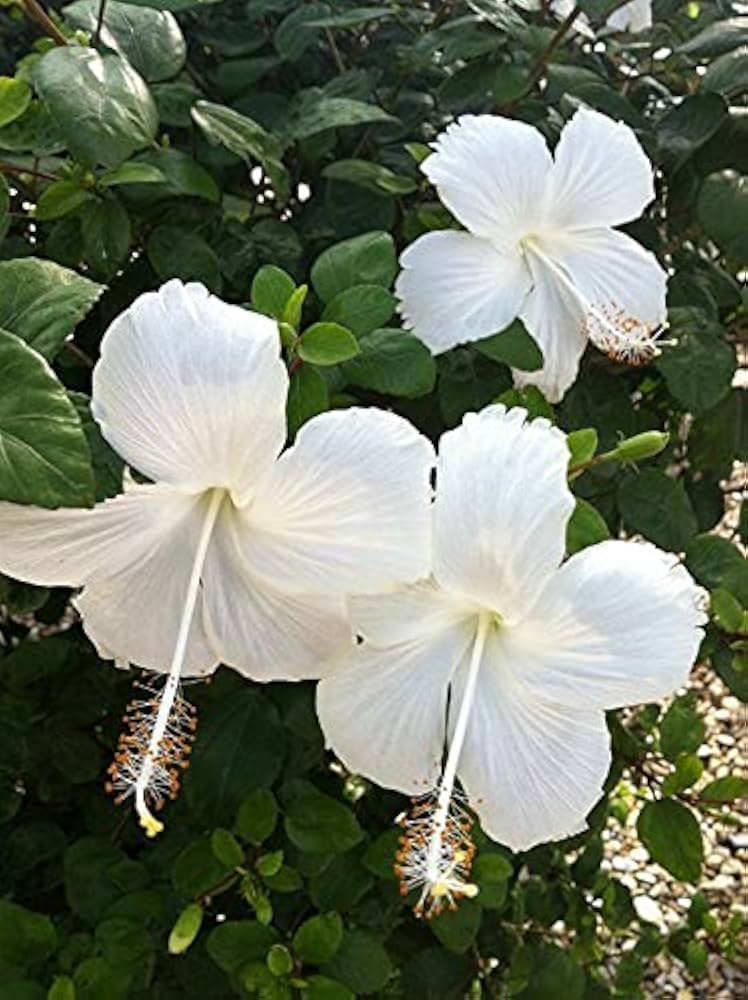 White Hibiscus Flower seeds for Planting Cut Flower Favorite Heirloom & GMO Free Seeds for Home Garden