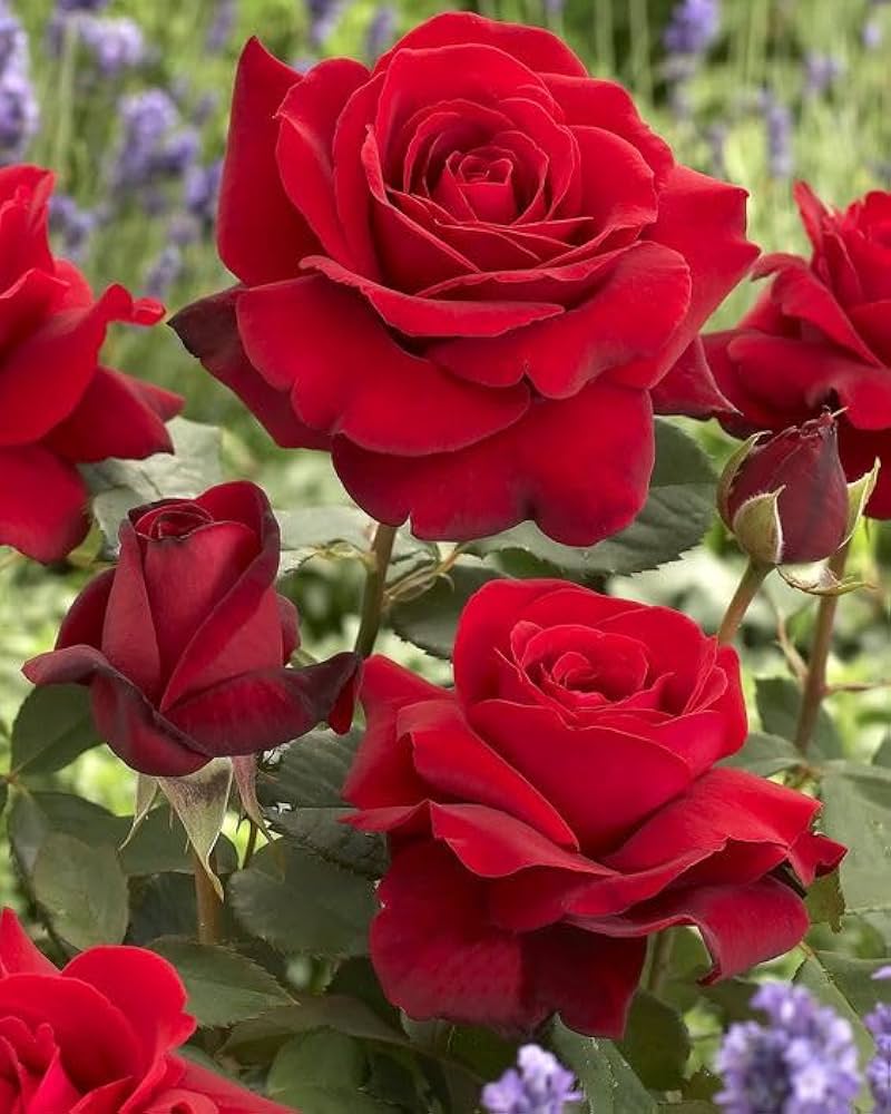 Maroon Red Rare Rose Flower Seeds for Planting – Premium Quality Heirloom & GMO Free Seeds for Home Garden
 
 Sale
