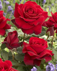 Maroon Red Rare Rose Flower Seeds for Planting – Premium Quality Heirloom & GMO Free Seeds for Home Garden
 
 Sale